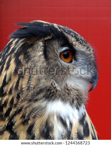 An eagle owl living in a zoo.