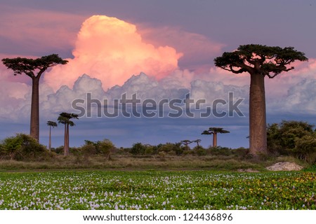 Baobab Alley, Madagascar pink sunset