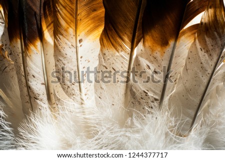 Native American Indian Feathers.  This is a macro photo of an Indian headdress costume. 