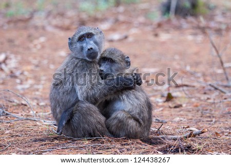 Two juvenile baboons embracing each other