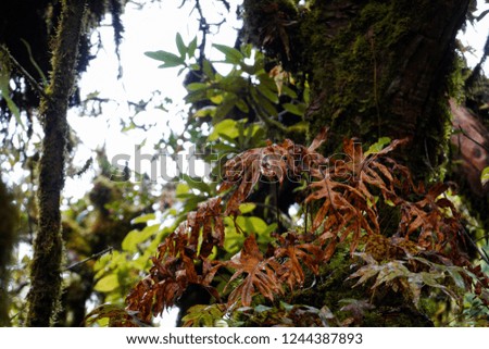 the picture of nature in the rain forest which there are drying leaf of fern to be main component, look like or show of feeling gloom and pale
