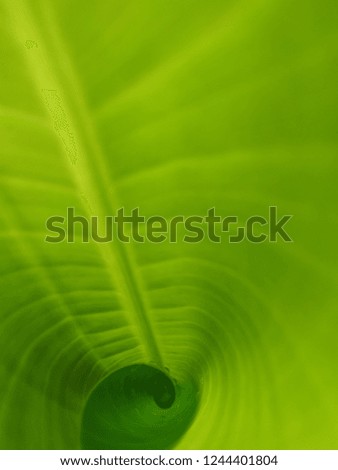 green banana leaves