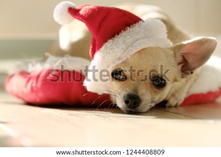 Merry Christmas cute small dog in red hat laying on red pillow