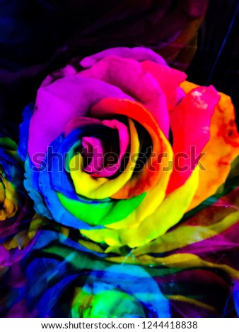 Rainbow coloured Rose portrait