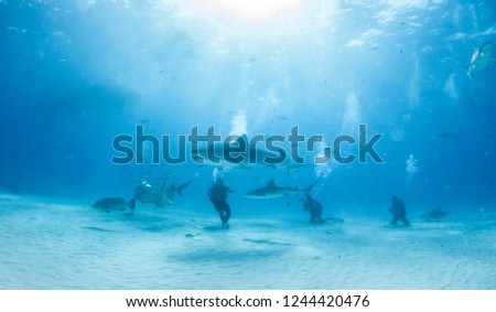 Picture shows a Tiger shark at Tigerbeach, Bahamas