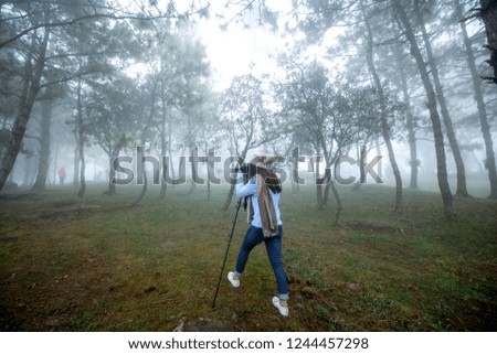 View from behind the photography girl in beautiful nature landscape pine forest at "Phu Ruea National Park" with soft light Morning Mist,dew and cool air in autumn season Loei, thailand.