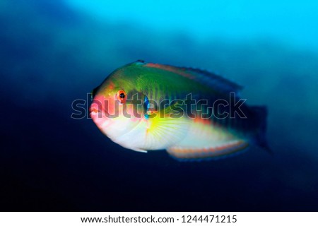 Rainbow wrasse fish 