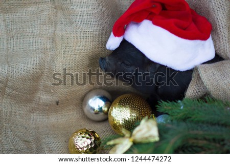 Cute baby pig in a Santa Claus hat with fir branches and ornaments. 
Christmas and New Year card with a little pig, a symbol of 2019. copy space