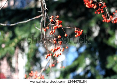 Winter Berries on Tree Branch Close Up Outdoors