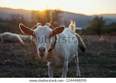 Goat on sunset outdoors in nature