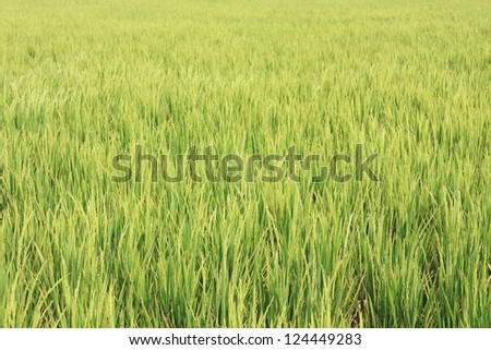 Rice field and blue sky