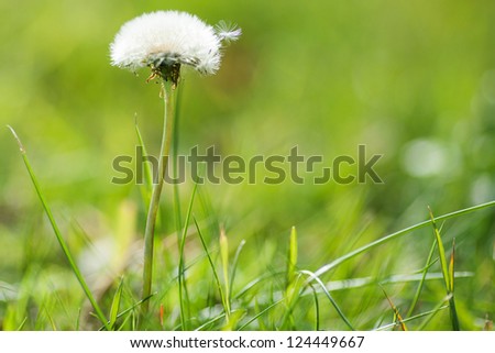 dandelion on a field of green