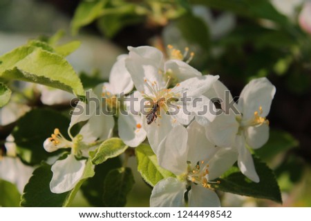 in the spring, Apple blossoms, 