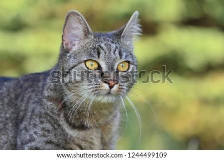 Close up tiger cat (tabby) with green background, Portrait of tabby cat. felis silvestris