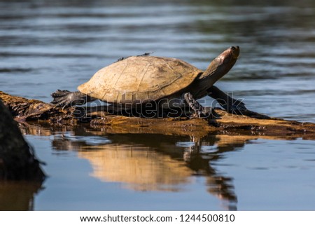 Amazon side-necked turtle (podocnemis). Tambopata, Sandoval Lake, Amazonia, Peru.