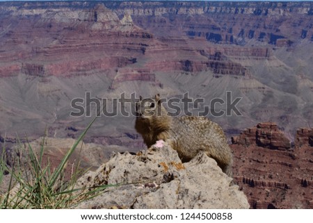 Beautiful postcard picture of a squirrel with wonderful Grand Canyon in the Background at Grand Canyon National Park, Arizona, USA
