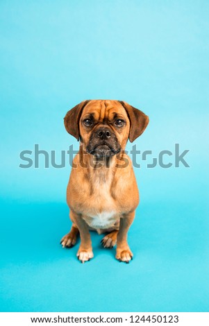 Cute Puggle Dog Sitting on Blue Background