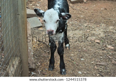 a young baby calf standing by a fence in an animal enclosure on a sunny day