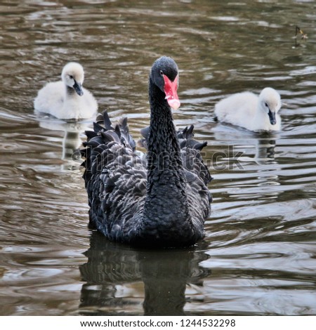 A picture of a Black Swan with Cygnets