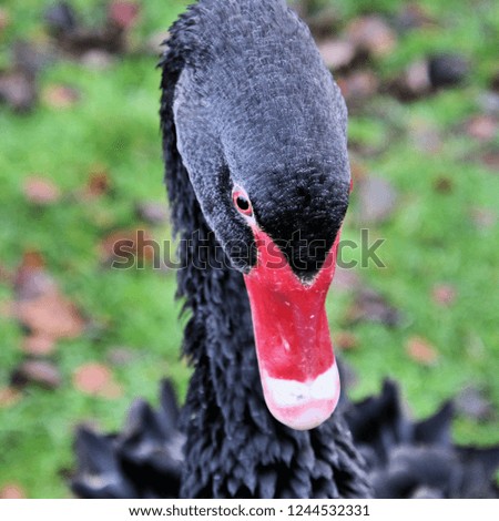 A picture of the head of a Black Swan