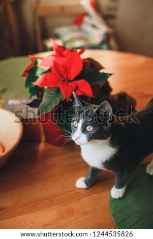 fanny cat snifing red poinsettia on the table 