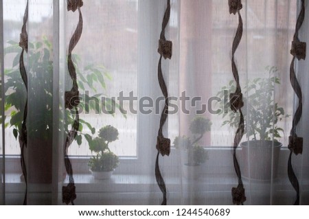 Window curtain is semitransparent. Through it she can see the silhouettes of indoor plants