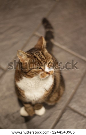 Tortoise shell male cat sat on dark grey slate tiles