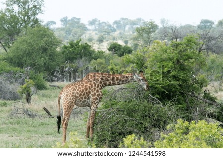 Giraffe eating on the wild alone