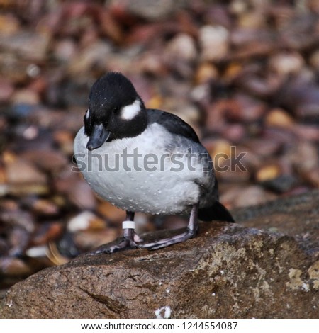 A picture of a Bufflehead Duck