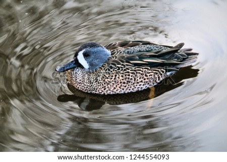 A picture of a Blue Winged Teal