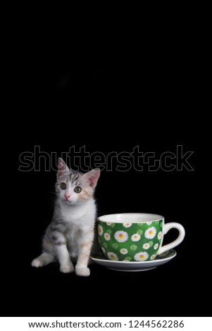 Tiny kitten of tabby color sits near the tea cup standing on the table against black background. 