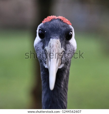A picture of the head of a Red Crowned Crane