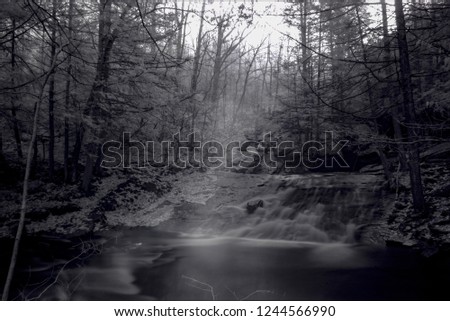 Invisible Infrared Light Photographed In Foggy Autumn Woodland Scene