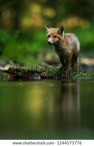 Young and cute Red fox on a forest pool, Vulpes vulpes, Czech Republic, Europe