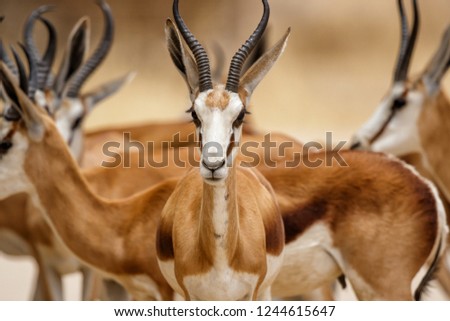 Portrait of a springbok - Kgalagadi Transfrontier Park - South Africa Royalty-Free Stock Photo #1244615647