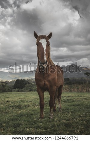 Horse Staring into Camera on a Cloudy Day