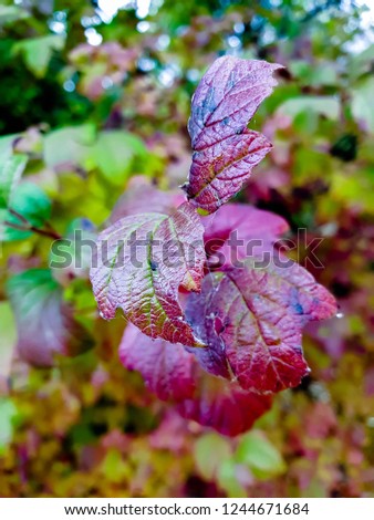 Colored autumn leaves wallpaper