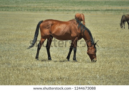 horses grazing on dry grass pasture on a sunny day