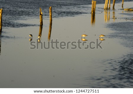 Birds flying in golden beach and breeze