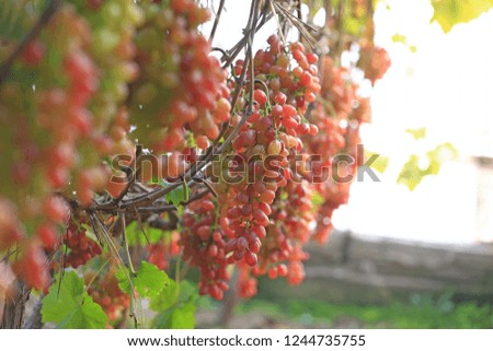 Ripe grapes in the vineyard
