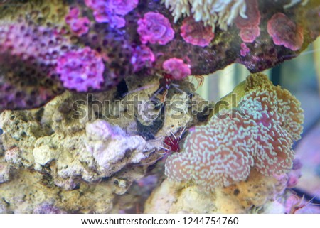 Coral reef, tropical underwater life. Warm ocean and clear water. Underwater world.