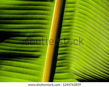 Banana leaf closeup background
