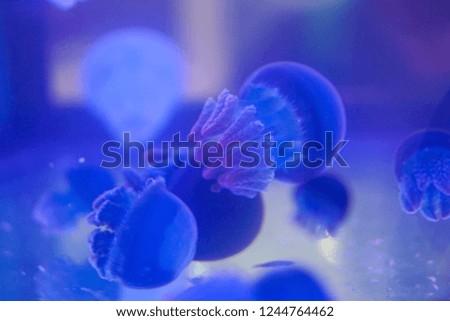 Jellyfish move in the water on a blue background.