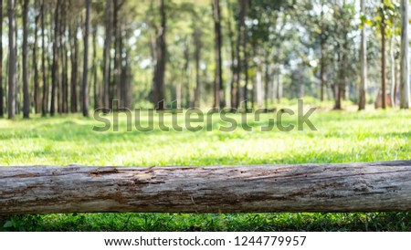 Foreground of pine log and blurred background of pine forrest and grass