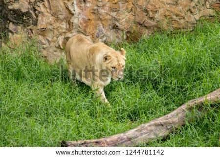 Picture of lions at the Zoo (Zoologico de Cali, Colombia)