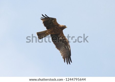 Dark-colored eagle soars into the blue sky and flaps its wings.