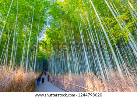 Bamboo in Arashiyama Kyoto Japan