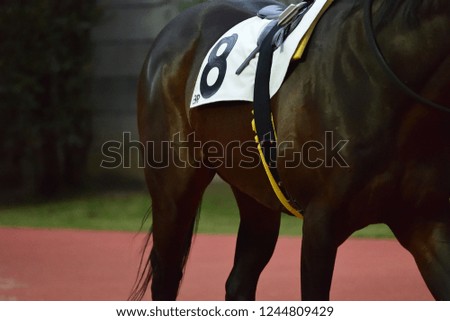 race horse in paddock