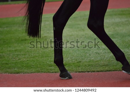 race horse in paddock