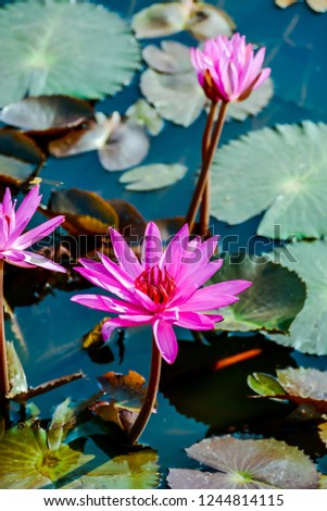 pink water lily in pond, digital photo picture as a background